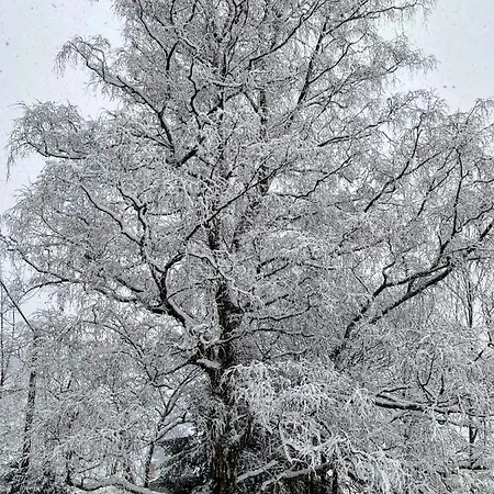 Art In Waldfrieden *