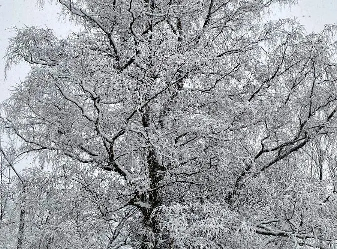 Art In Waldfrieden *